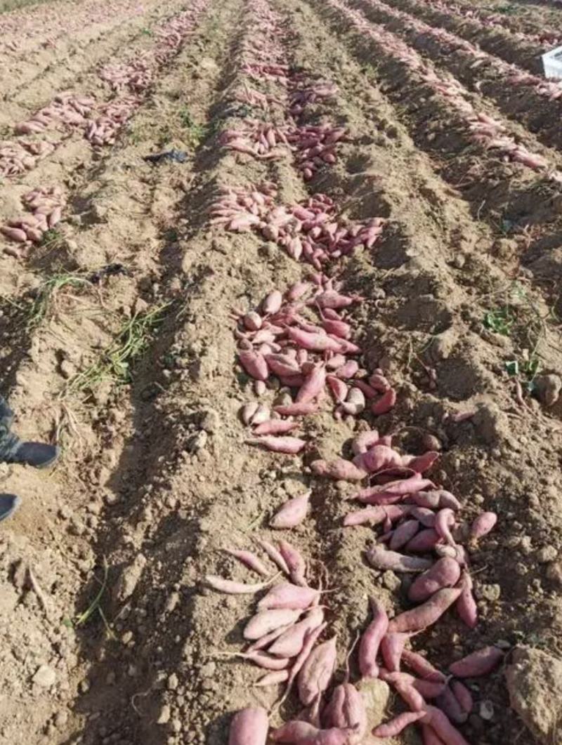 红薯优质西瓜红产地直供保质保量量大从优欢迎联系