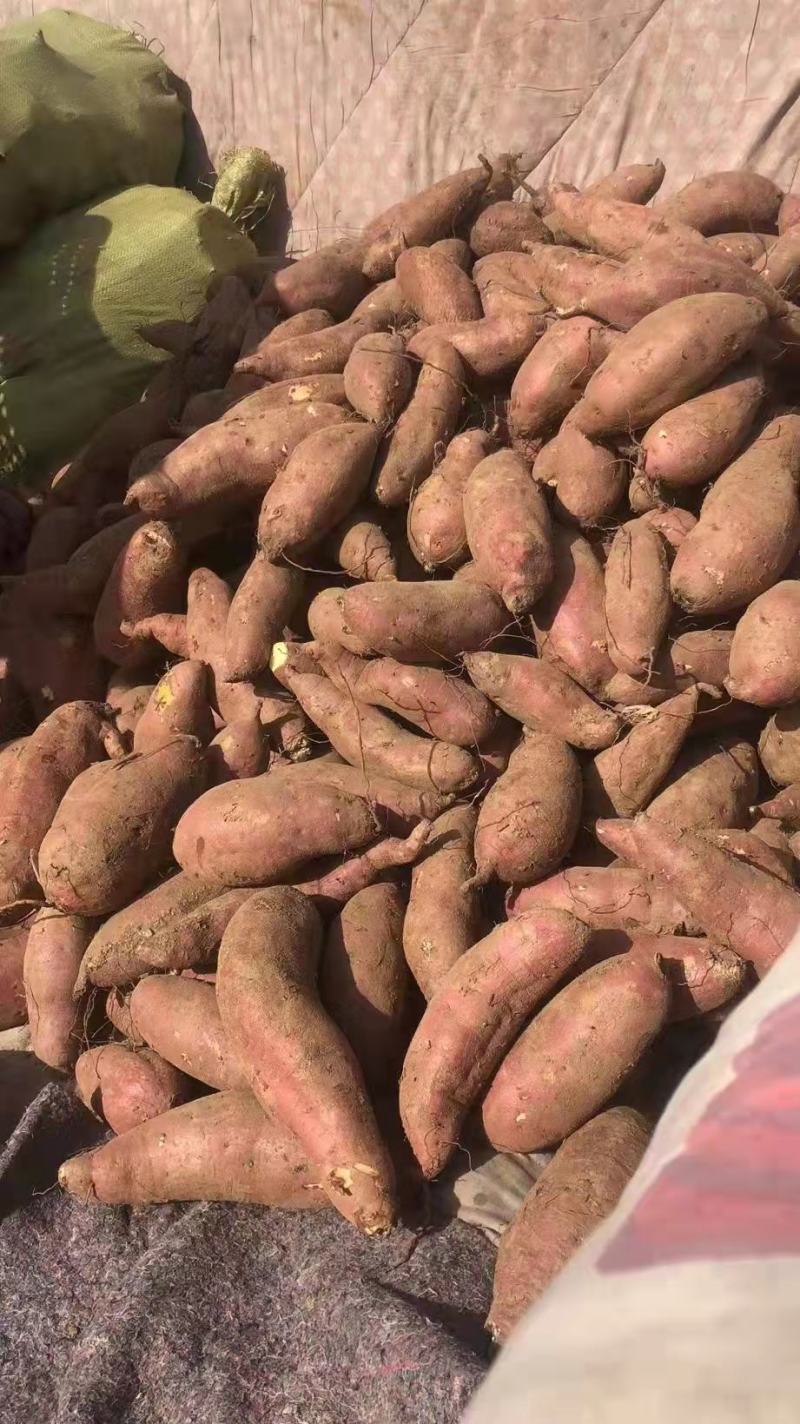 红薯优质西瓜红产地直供保质保量量大从优欢迎联系