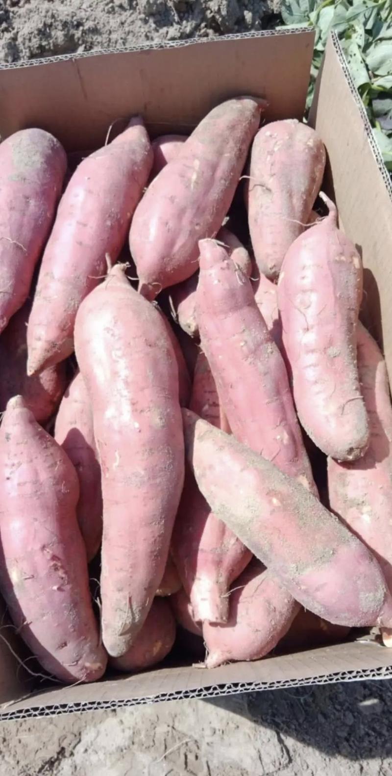 红薯优质西瓜红产地直供保质保量量大从优欢迎联系
