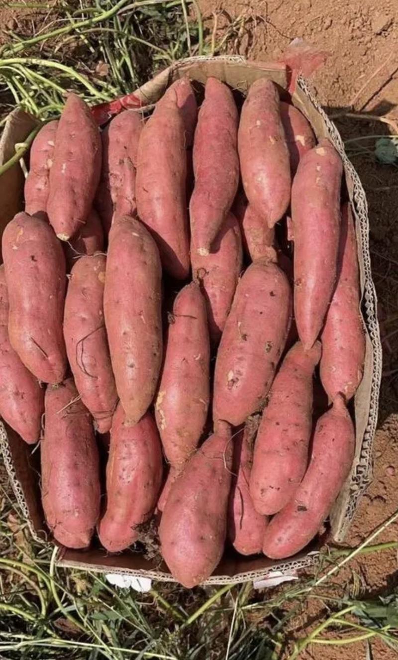 红薯优质西瓜红产地直供保质保量量大从优欢迎联系