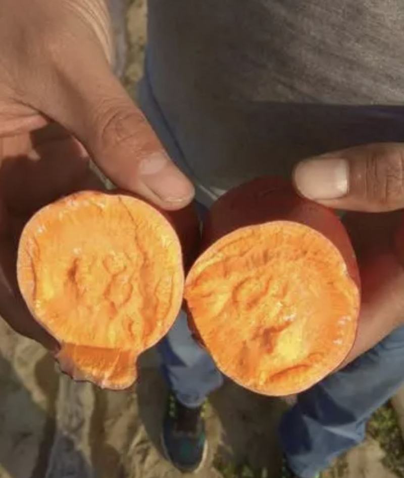 红薯优质西瓜红产地直供保质保量量大从优欢迎联系