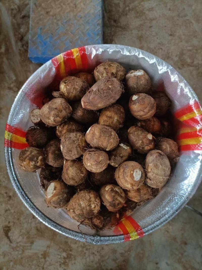 山东奶芋批发60奶芋头大量上市货源充足全国发货