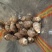 山东奶芋批发60奶芋头大量上市货源充足全国发货
