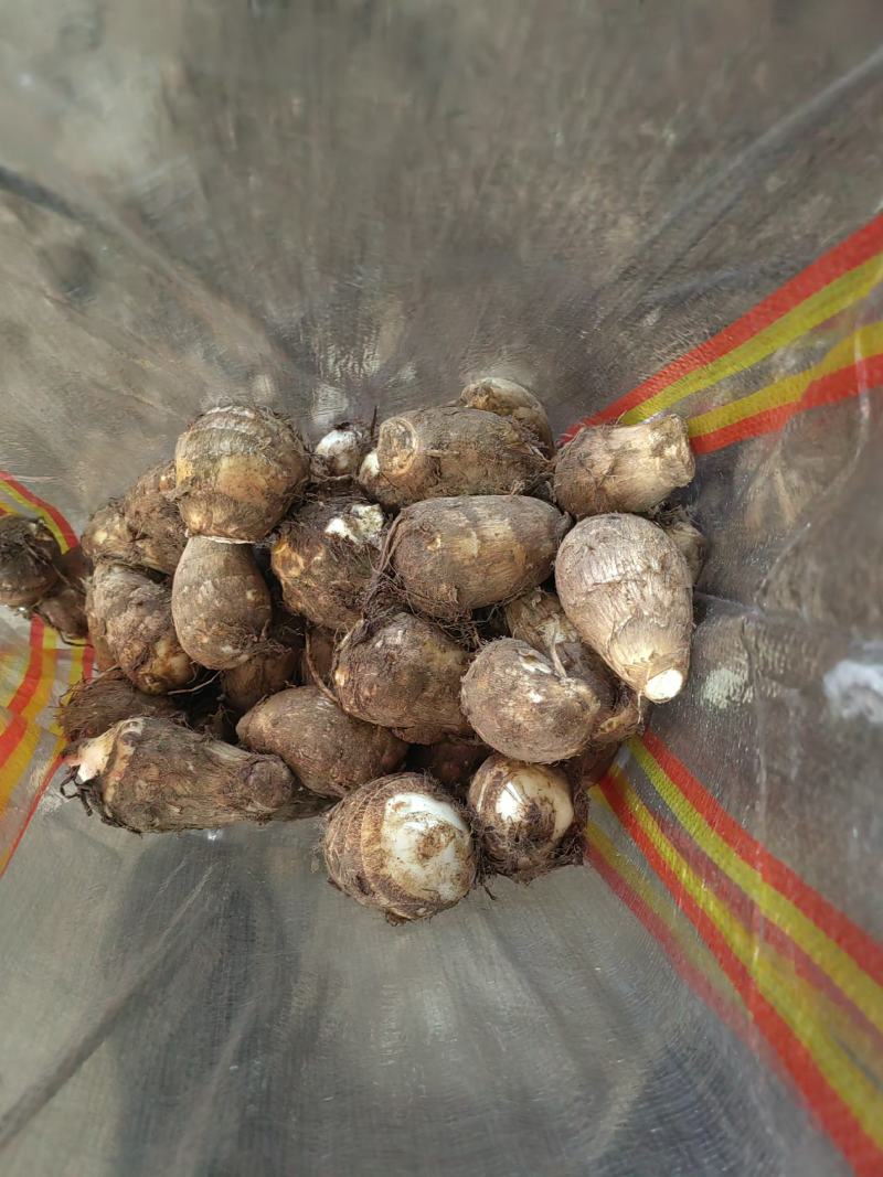 山东奶芋批发60奶芋头大量上市货源充足全国发货