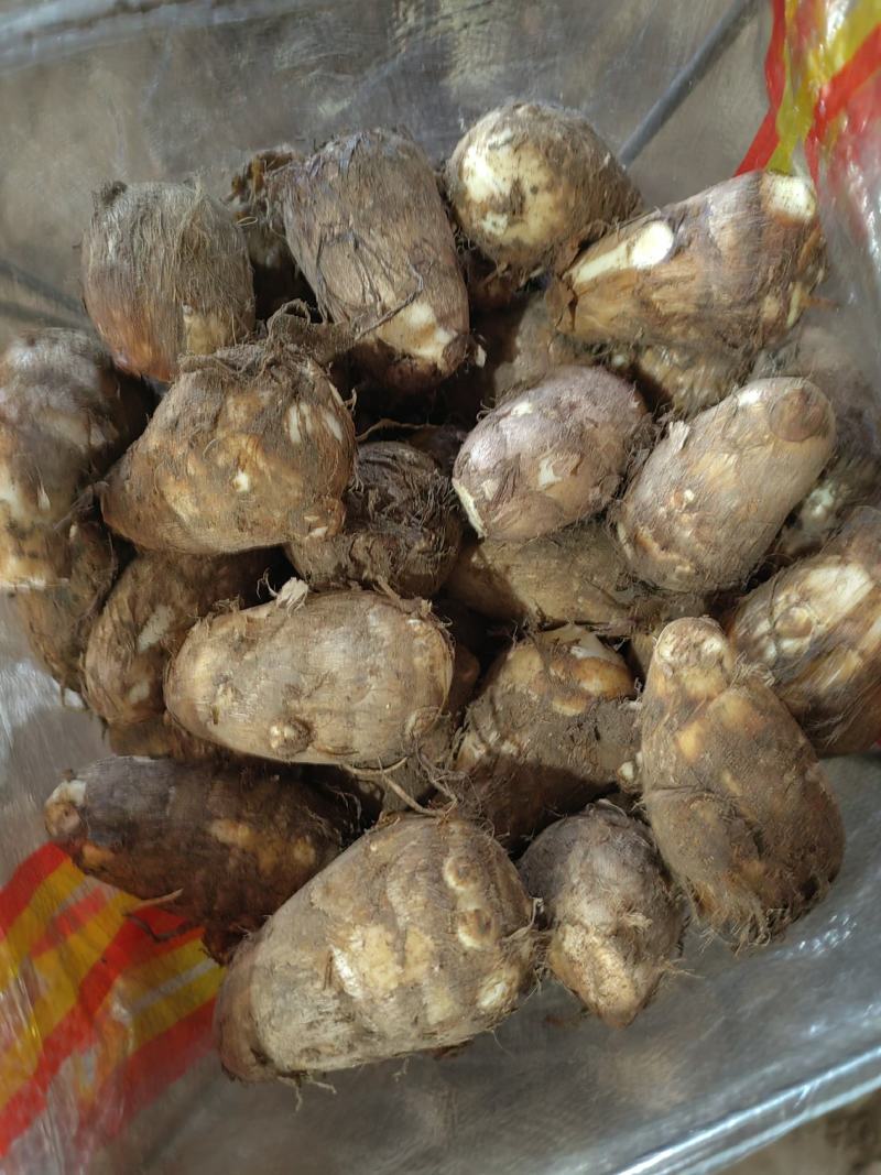 山东奶芋批发60奶芋头大量上市货源充足全国发货