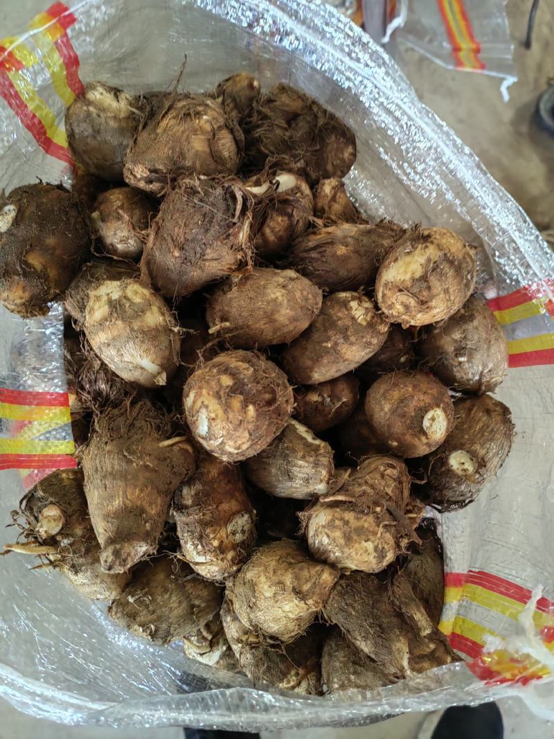 山东奶芋批发60奶芋头大量上市货源充足全国发货