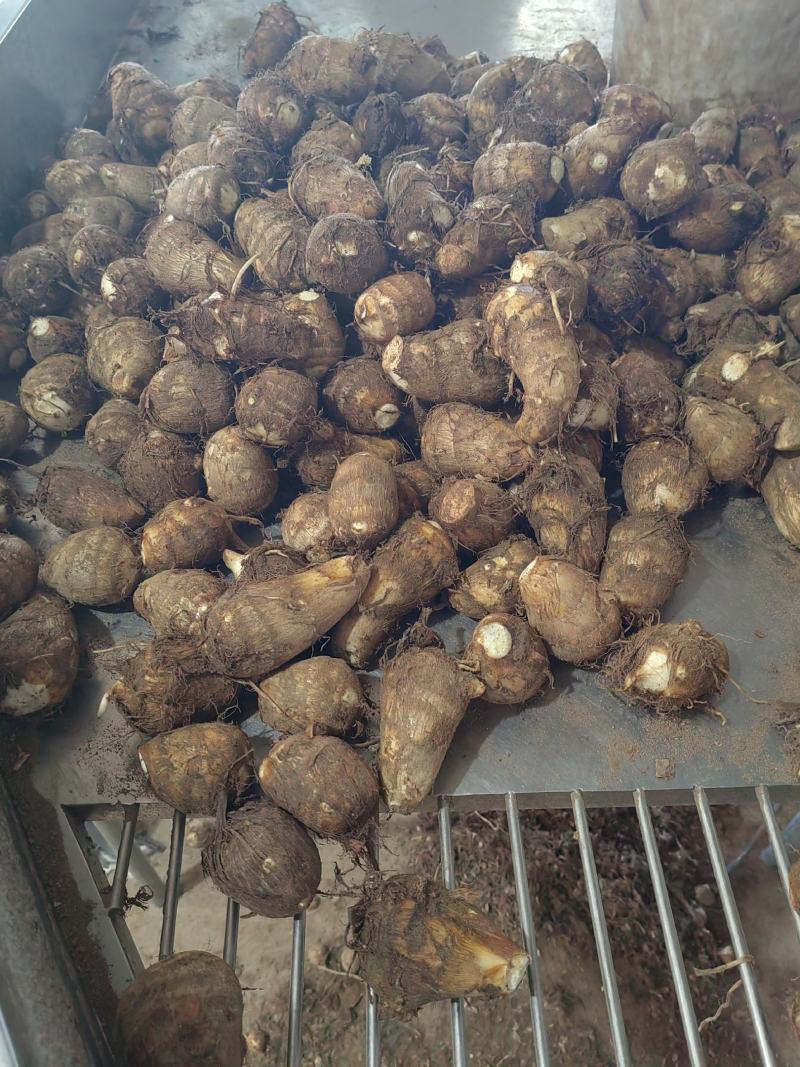 山东奶芋批发60奶芋头大量上市货源充足全国发货