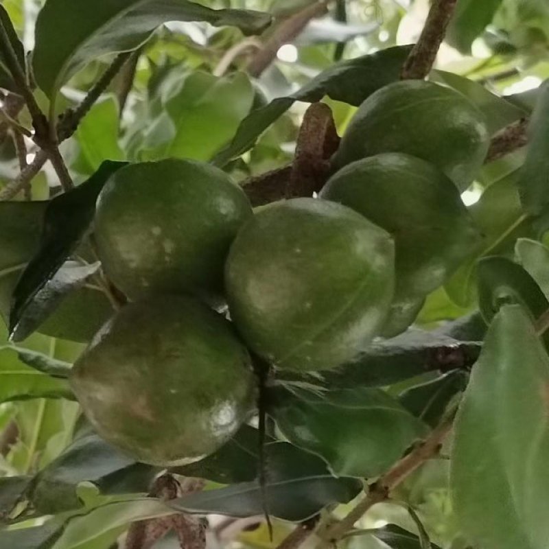 澳洲坚果青皮