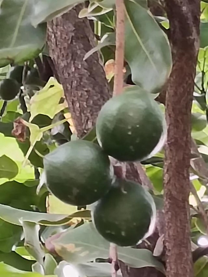 澳洲坚果青皮