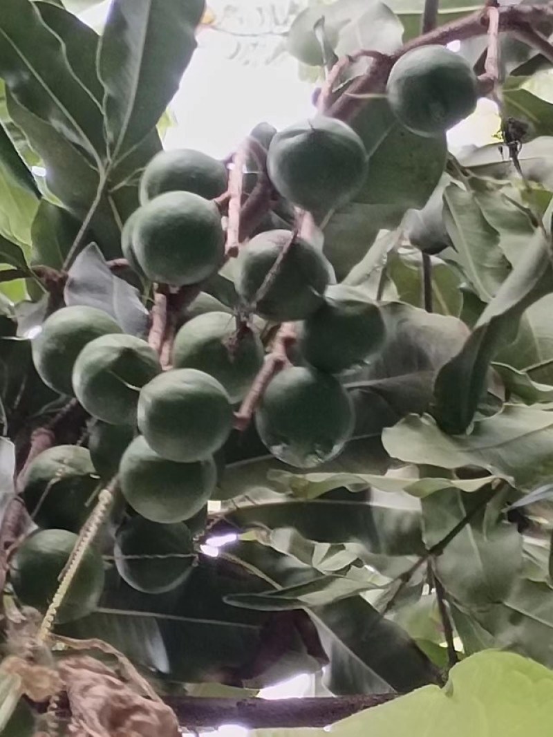 澳洲坚果青皮