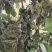澳洲坚果青皮