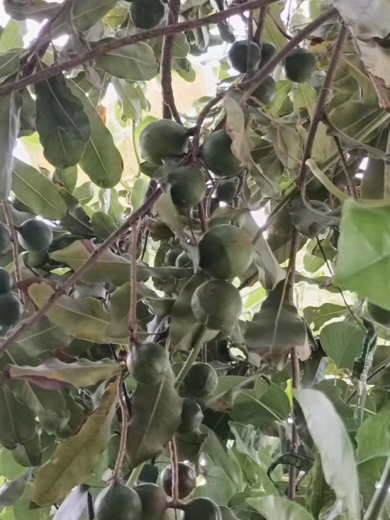 澳洲坚果青皮