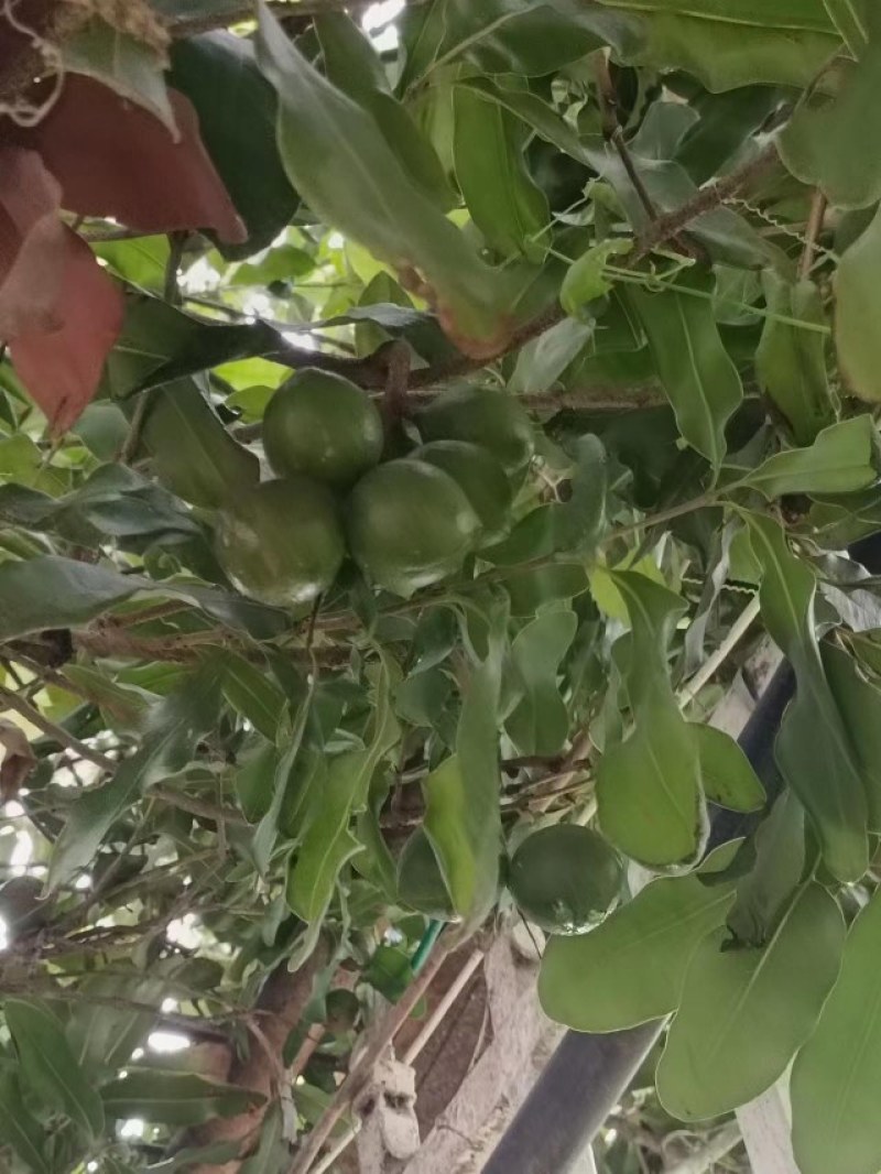 澳洲坚果青皮