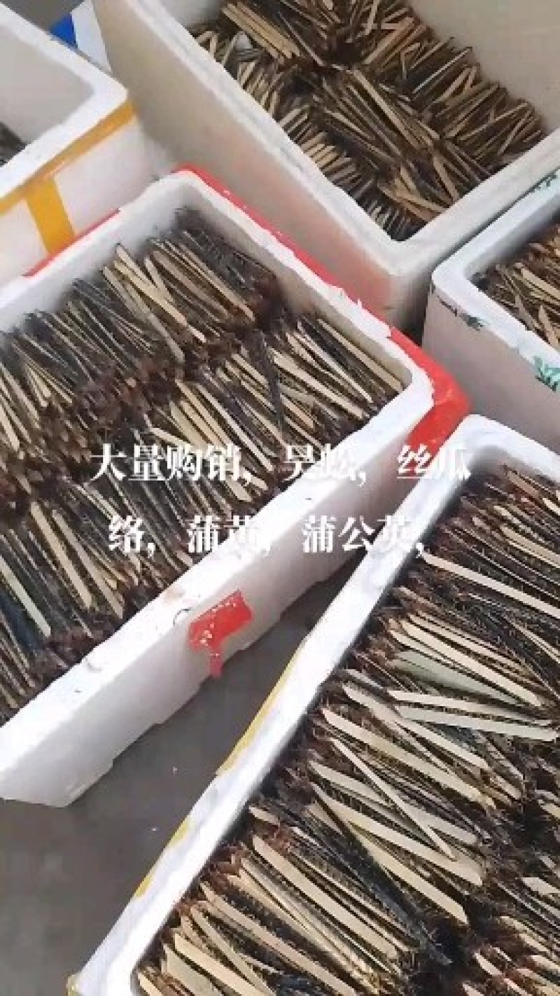 l红头野生蜈蚣，药用干蜈蚣产地直销，没有中间商，四季有货