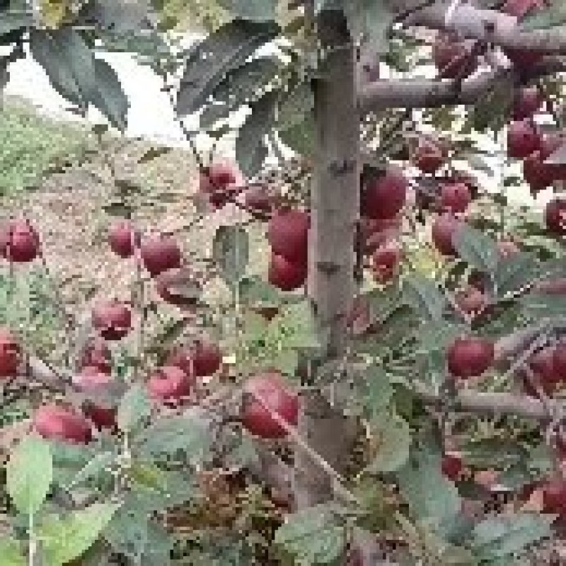 高山花牛