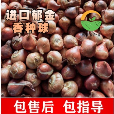 郁金香种球自然球荷兰进口粉色重瓣郁金香大种球带芽四季预售