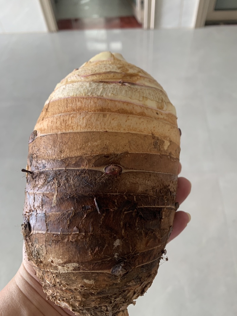 广西荔浦香芋大量上市货源充足长期供工厂货市场货电商货