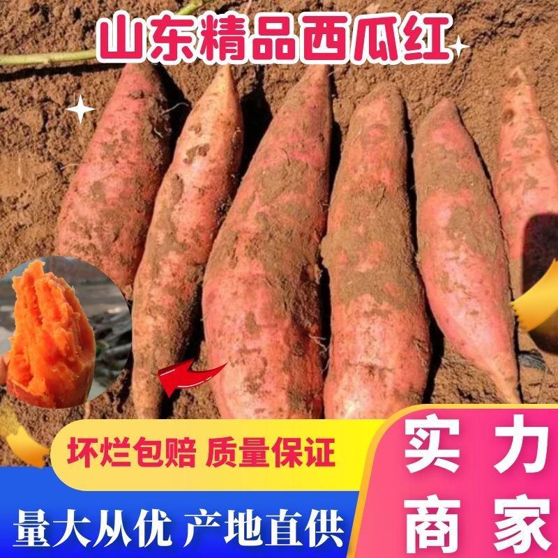 山东红薯精品西瓜红大量上市量大从优价格实惠质量保证