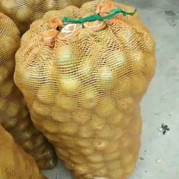青皮核桃