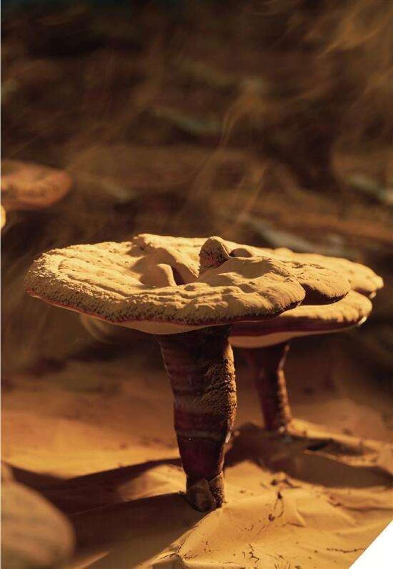 灵芝粉灵芝孢子粉各种规格一件代发大量供应