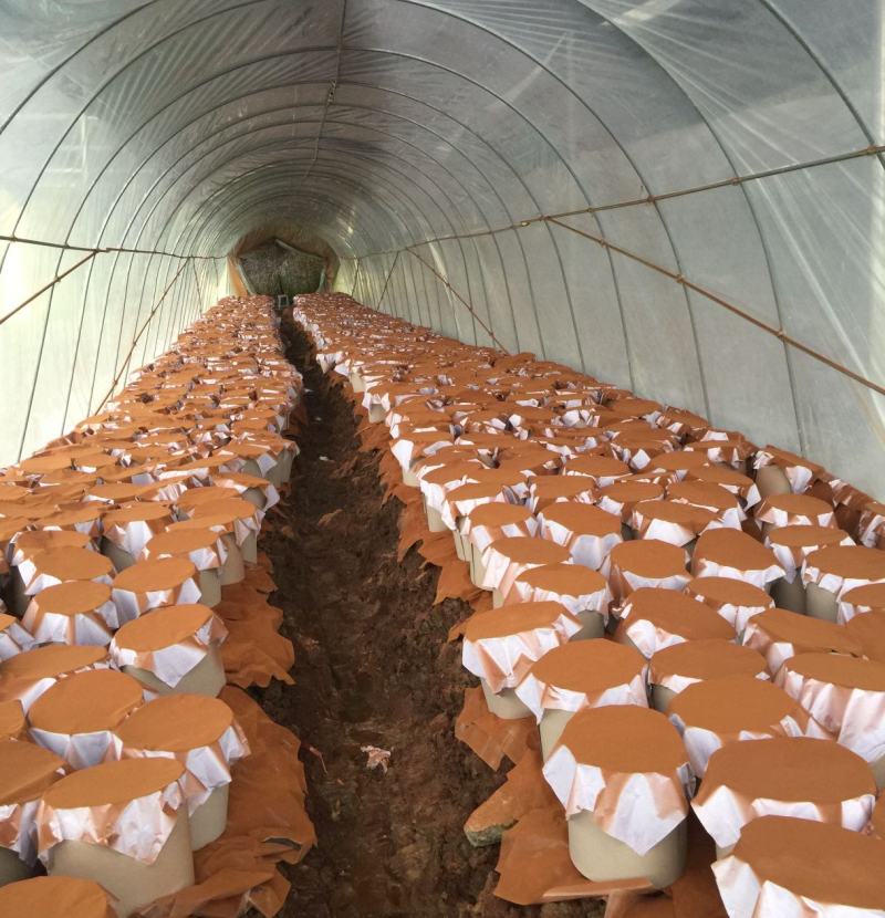 灵芝粉灵芝孢子粉各种规格一件代发大量供应