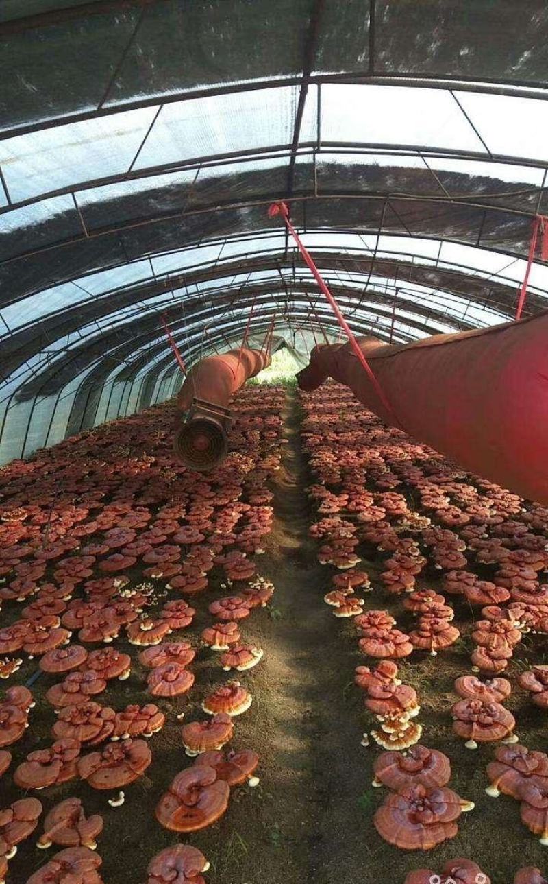 灵芝粉灵芝孢子粉各种规格一件代发大量供应