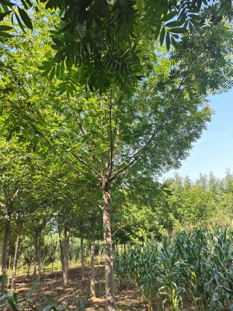 精品枫杨规格齐全12公分13公分14公分15公分