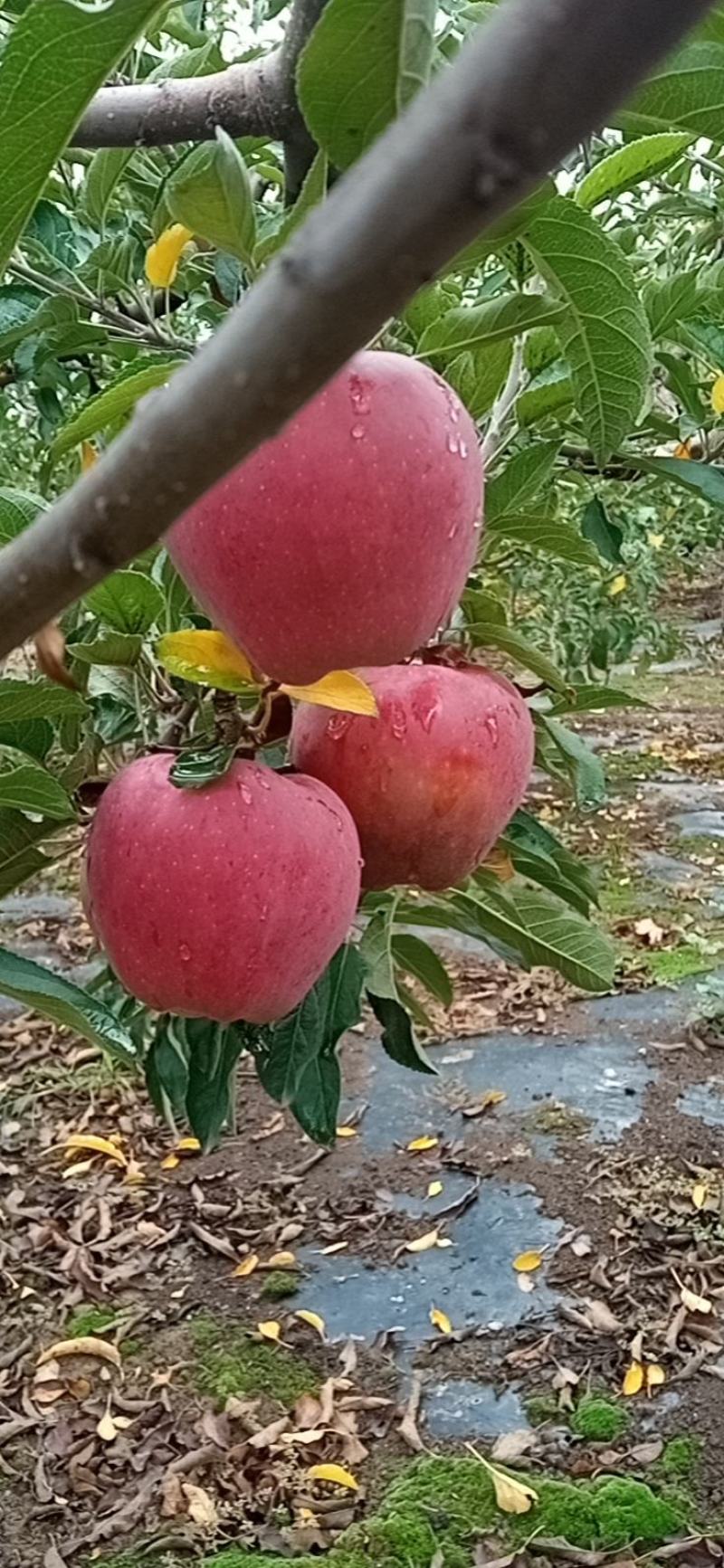 山地花牛苹果