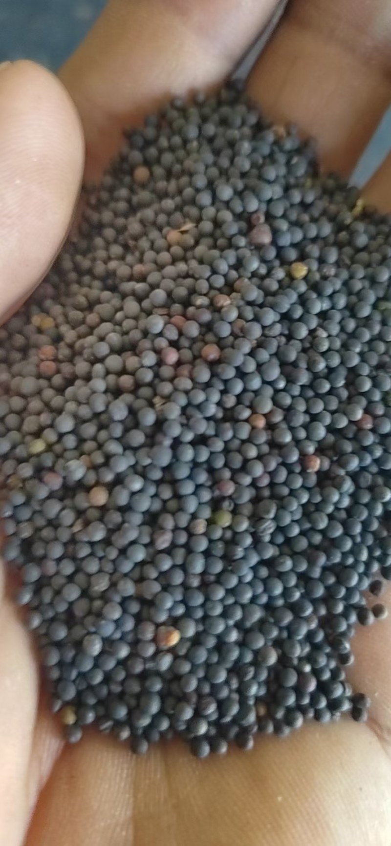 湖北本地菜籽，出油率高，油色金黄，香味浓郁，水分干。