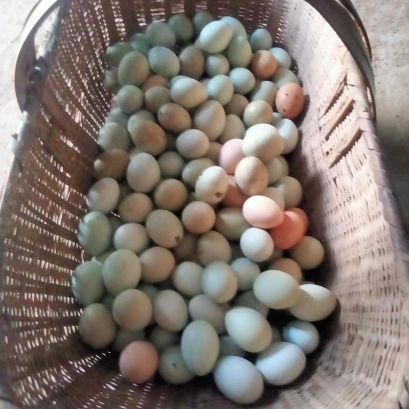 山林散养绿壳土鸡蛋（420个装）