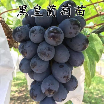 黑皇葡萄苗33095bb夏黑贝达so4