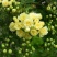 木香花苗红木香四季常青，白木香庭院爬藤植物盆栽红黄白