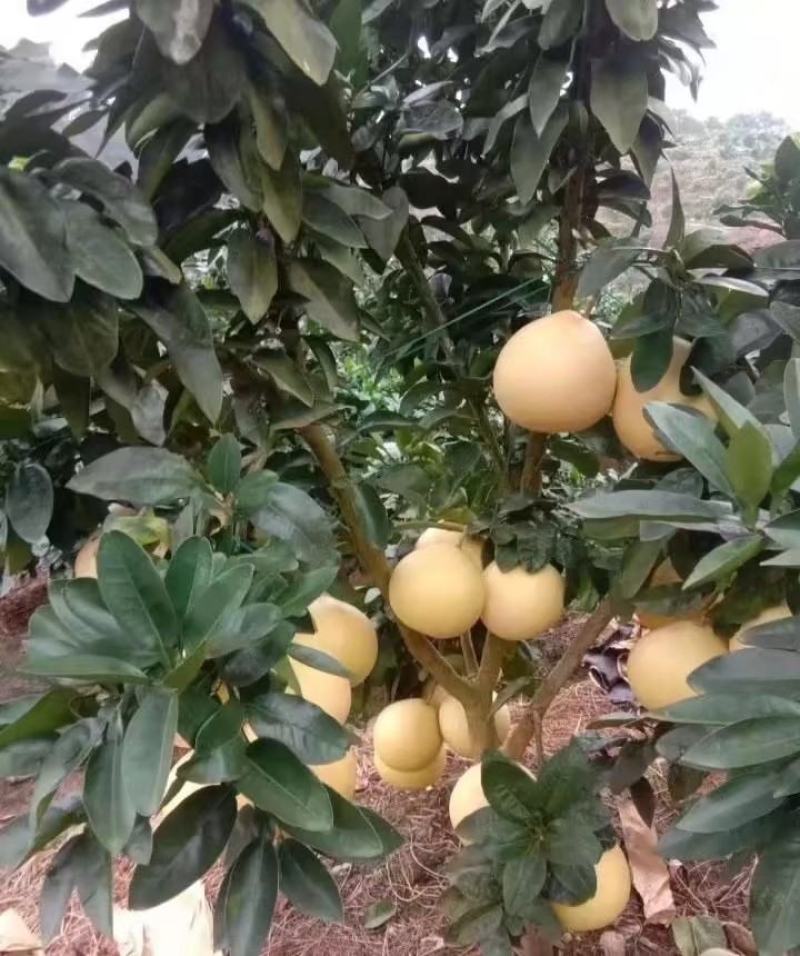 容县三红柚
