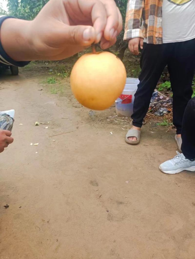 秋月梨，脆甜多汁，自然成熟，货源充足，主产区