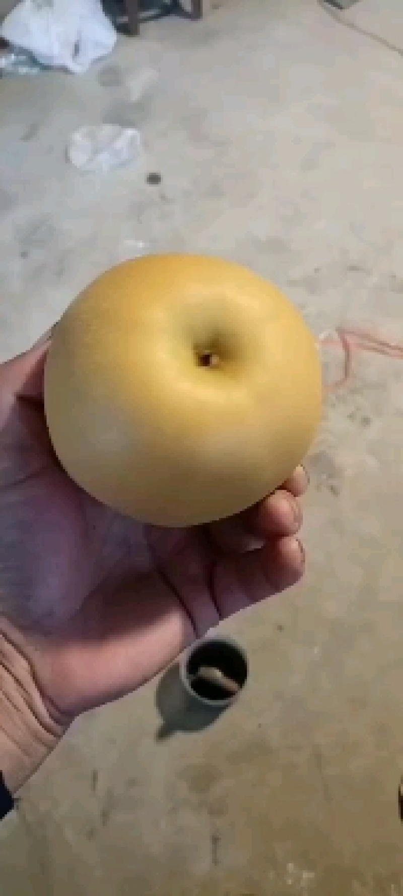 秋月梨，脆甜多汁，自然成熟，货源充足，主产区