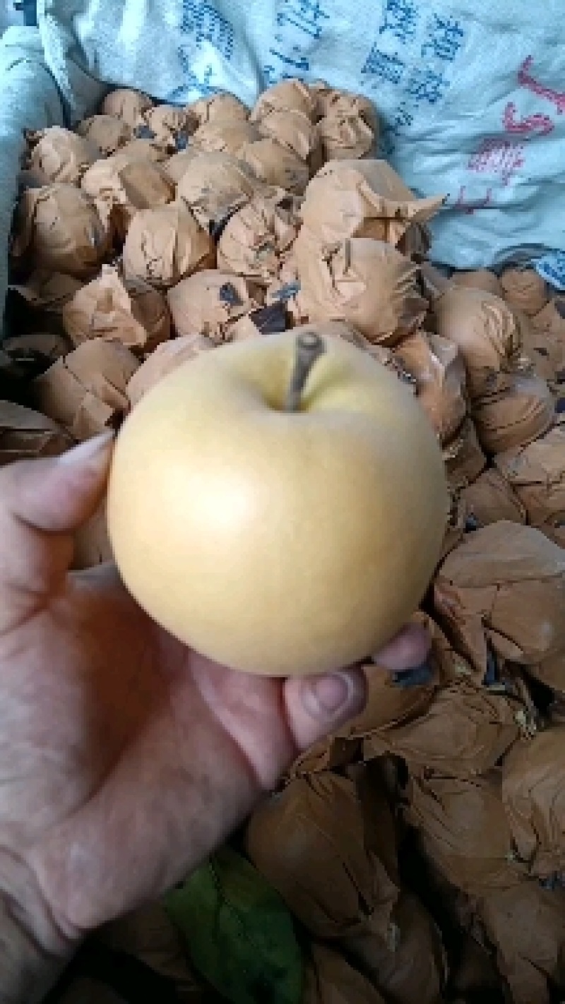 秋月梨，脆甜多汁，自然成熟，货源充足，主产区