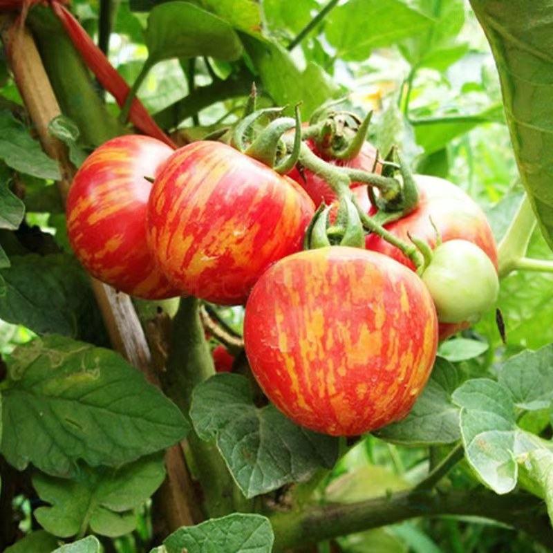 包邮，金虎纹番茄苗甜度高适合采摘园、农场等