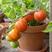 包邮，金虎纹番茄苗甜度高适合采摘园、农场等