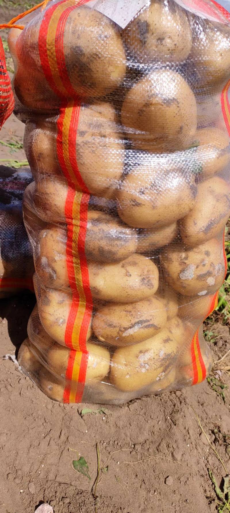 陆地精品土豆大量供应！品种齐全需要联系！