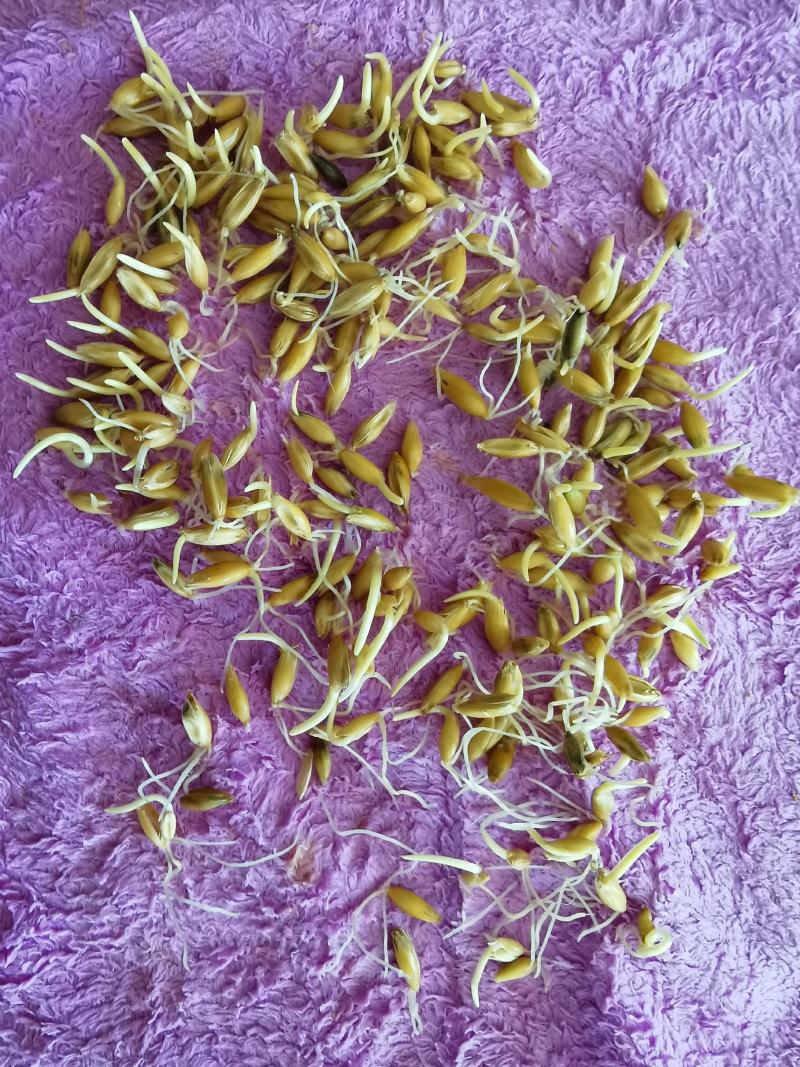 白皮优质大燕麦