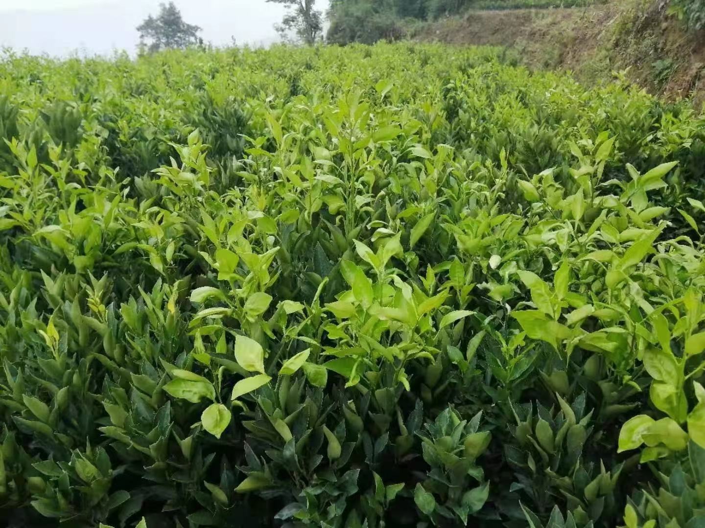 四川眉山清见柑橘种植园,绿意盎然,果实挂枝 清见柑橘种植园实景