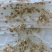 棒棒草种子耐寒水草冬季水稗草菵米优良饲料食用养鱼养虾菵草
