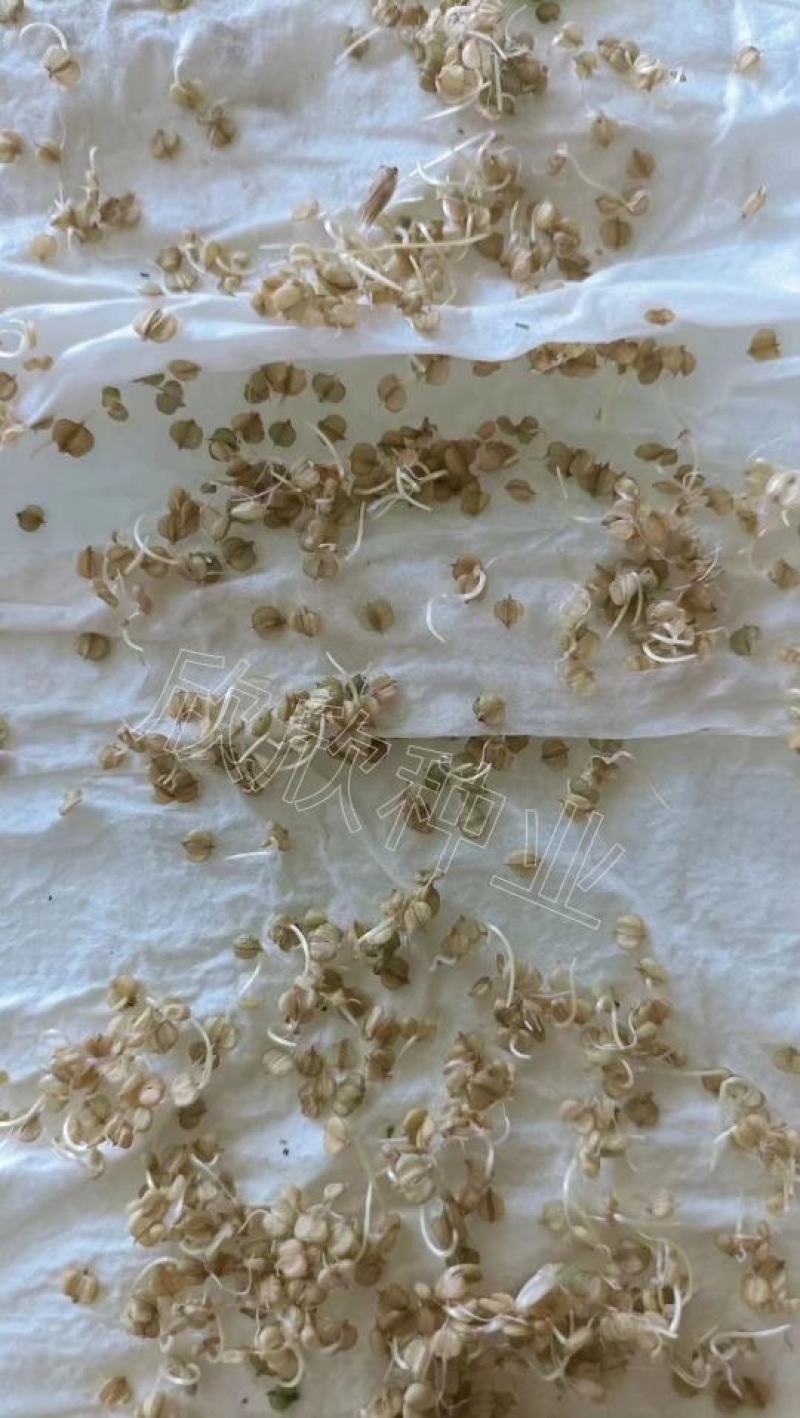 棒棒草种子耐寒水草冬季水稗草菵米优良饲料食用养鱼养虾菵草
