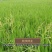 棒棒草种子耐寒水草冬季水稗草菵米优良饲料食用养鱼养虾菵草