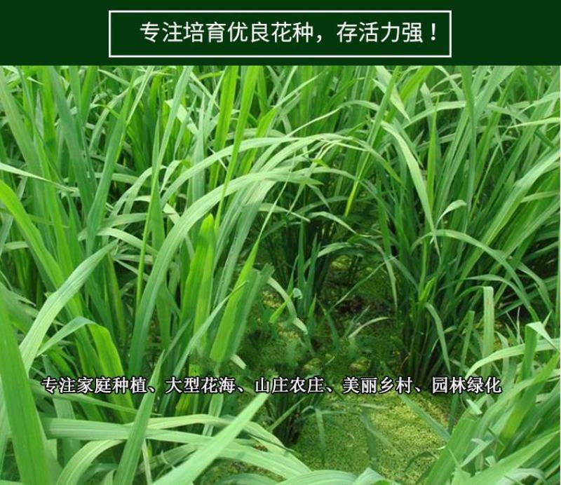 棒棒草种子耐寒水草冬季水稗草菵米优良饲料食用养鱼养虾菵草