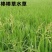 棒棒草种子耐寒水草冬季水稗草菵米优良饲料食用养鱼养虾菵草