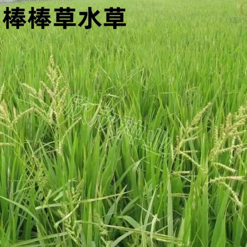 棒棒草种子耐寒水草冬季水稗草菵米优良饲料食用养鱼养虾菵草