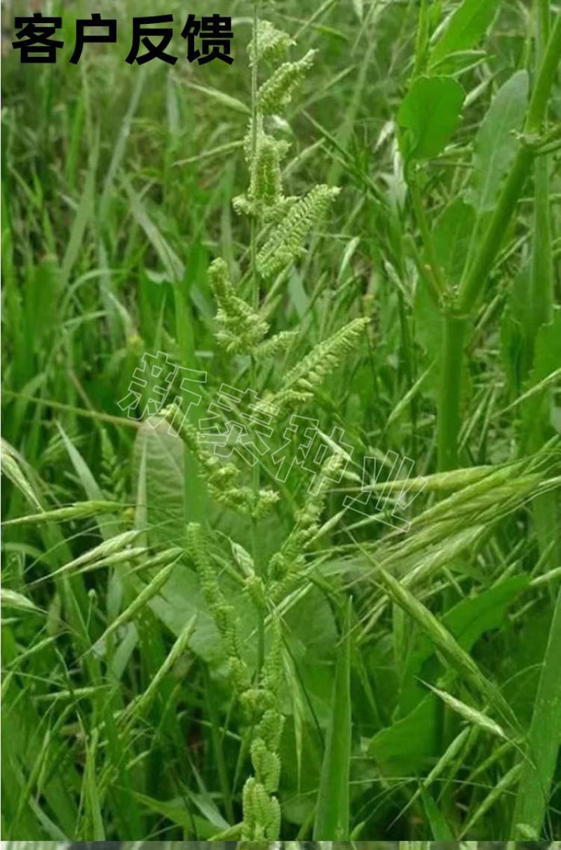 棒棒草种子耐寒水草冬季水稗草菵米优良饲料食用养鱼养虾菵草