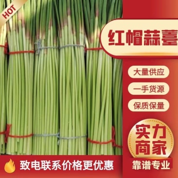 蒜薹，红帽蒜苔，一手货源，专业代办。代发全国