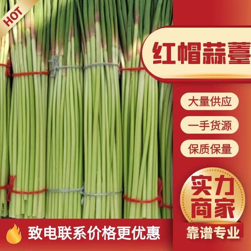 蒜薹，红帽蒜苔，一手货源，专业代办。代发全国
